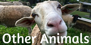 Other Animals